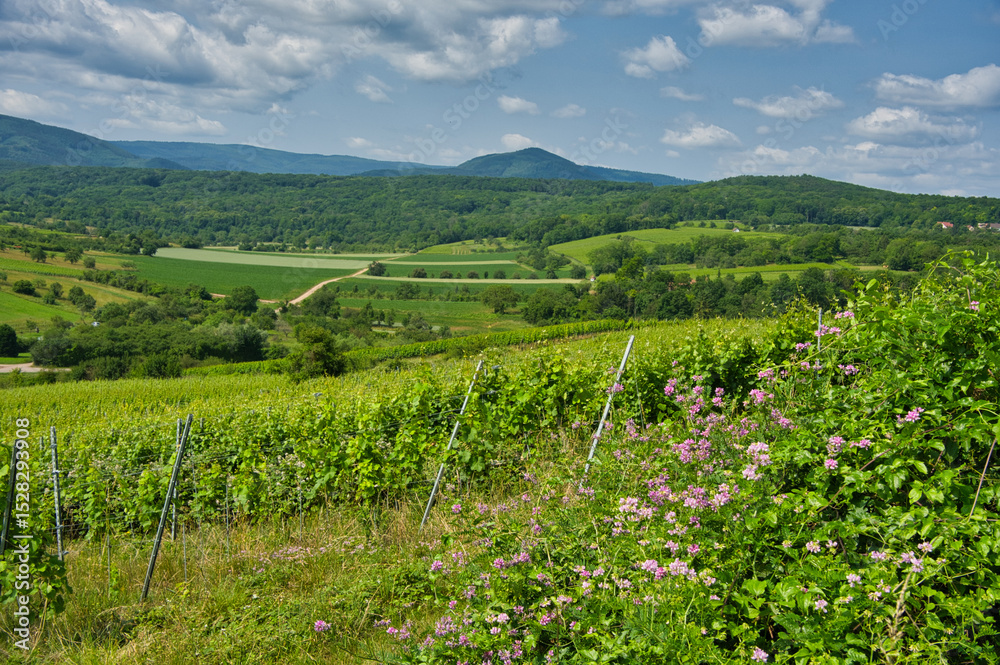 Fototapeta premium Rosenwiller im Elsass im Sommer