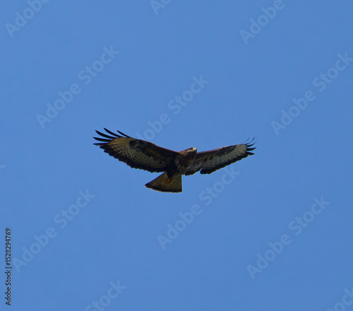 Adler
