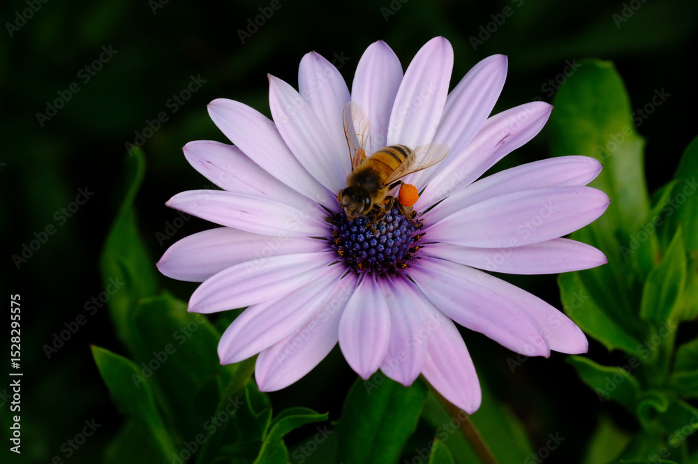 bee pollenating a purple daisy flower bee pollenating a purple daisy flower