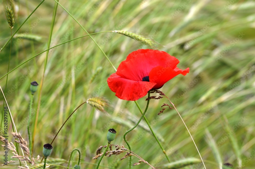 Obraz premium bright red poppy in the field