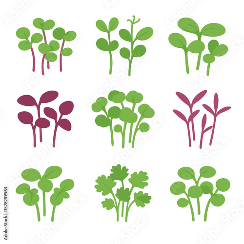 Microgreens Icon Set. Isometric Flat icon set of Microgreen garnishes: radish sprouts, pea shoots, sunflower shoots, beet