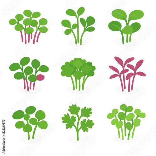 Microgreens Icon Set. Isometric Flat icon set of Microgreen garnishes: radish sprouts, pea shoots, sunflower shoots, beet