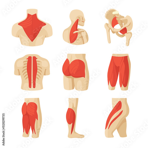 Muscle Group Icons. Isometric Flat icon set of target muscle groups: trapezius muscle, levator scapulae, rhomboid muscle, erector