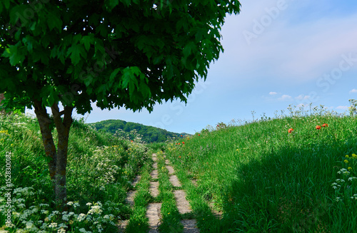 Scenic pathway through lush greenery on a sunny day