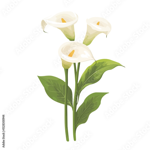 2D flat A Calla Lily Bouquet illustration vector, isolated on a white background.