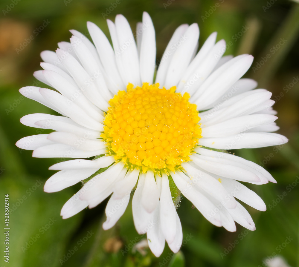 Obraz premium gänseblümchen