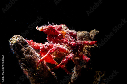 red masked crab (Lissa chiragra), camouflaged Alghero, Capo Caccia, Sardinia, Italy