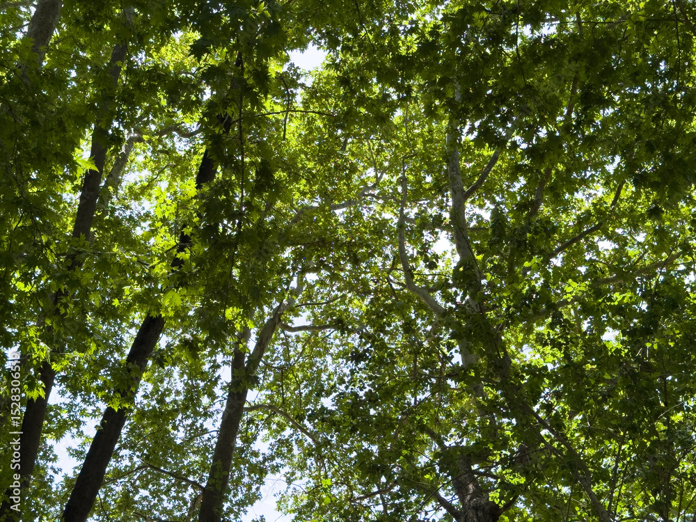 Obraz premium Plane tree foliage in springtime. Fresh green leaves, low angle view