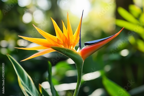 habitat bird of paradise displaying in lush