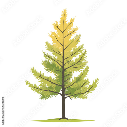 A Alpine Larch Tree 2D flat vector illustration, isolated on a white background.
