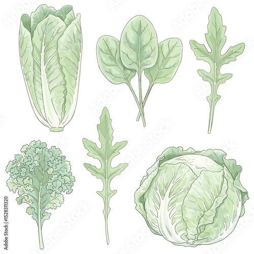 Fresh Greens: A selection of various vibrant leafy greens, freshly picked and ready to enhance any culinary creation, embodying health and freshness.