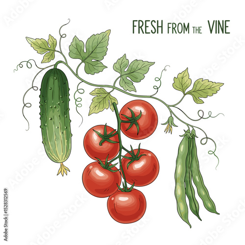 Vine Fresh: A vibrant illustration showcases vine-ripened tomatoes, crisp cucumber, and succulent beans, celebrating garden freshness.