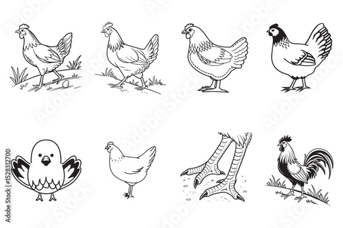 Simple Line Art Illustrations of Chickens and Chicken Parts