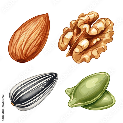 Assortment of Nutrients: A detailed, colorful illustration showcases a curated collection of almonds, walnuts, sunflower seeds, and pumpkin seeds.