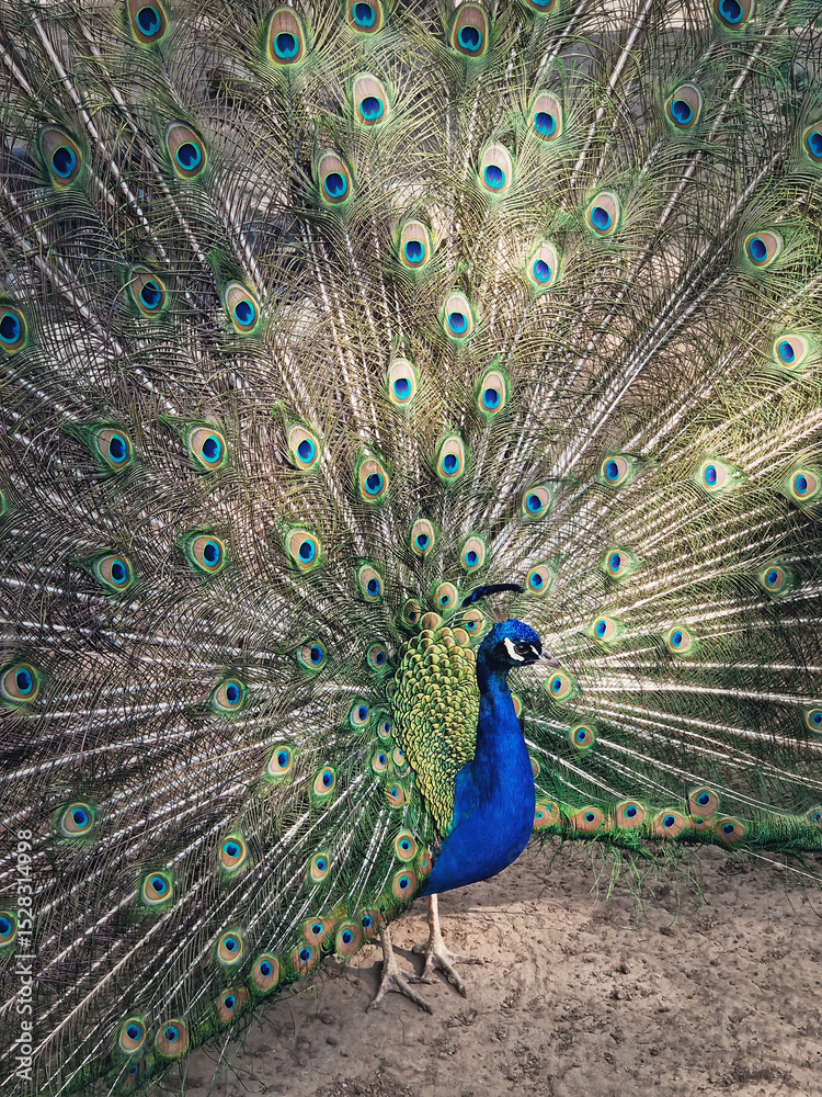 Fototapeta premium Magnificent peacock with vibrant iridescent blue and green plumage. Elegant feathers fan out, displaying intricate eye patterns in shades of gold and deep turquoise. Bird stands proudly, exuding grace