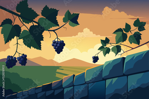 vineyard in the morning