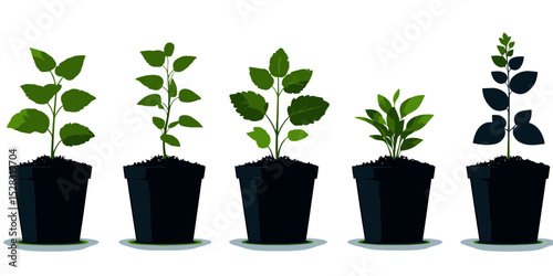 Collection of young plant shadow silhouettes showcasing growth stages in vector format for design use