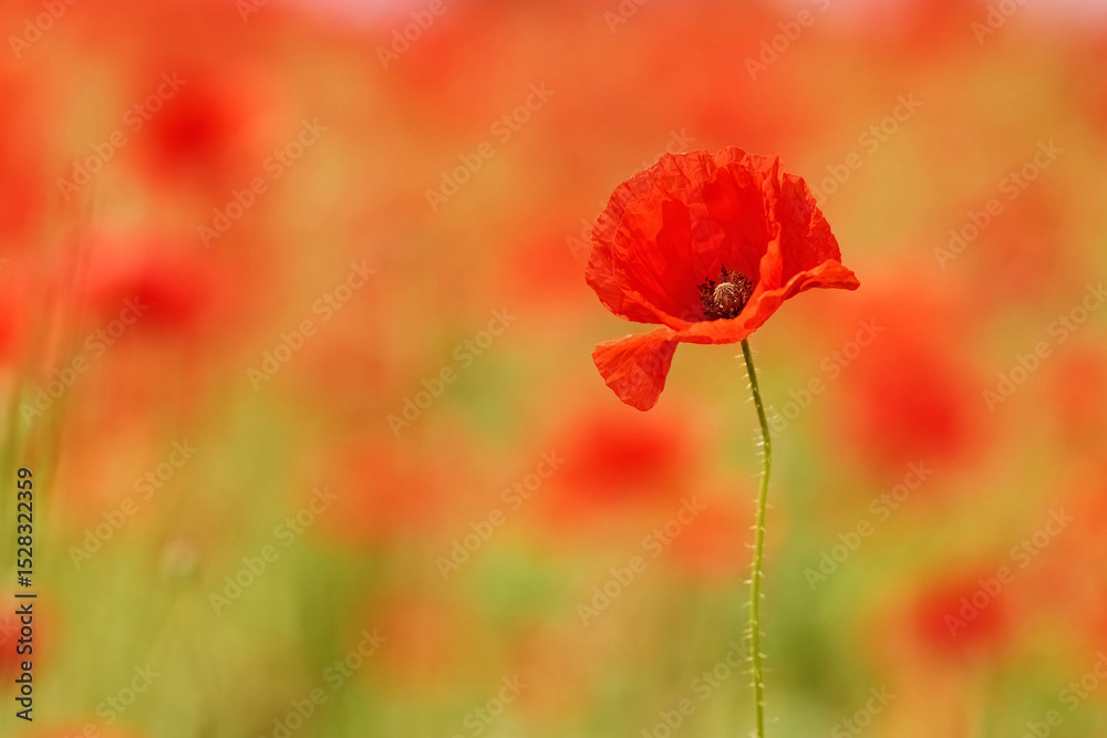 Fototapeta premium Red poppies in a poppies field. Remembrance or armistice day