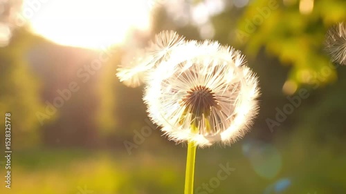 Close up of fluffy dandelion seeds blowing in the wind, dandelion flower in warm sunlight at sunset, peaceful nature scene with blurred nature background