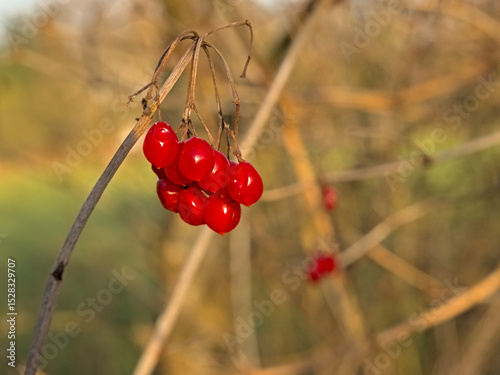Bright red guelder rose berries on a twig in winter, selective focus with cream bokeh background - viburnum opulus  photo