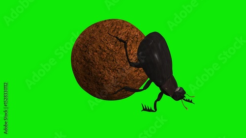 Scarab Beetle Rolling Dung Ball Loop - Side Angle Close Up View - Green Screen - Realistic naturalistic cinematic Ultra HD 4K 3D animation isolated on chroma key background