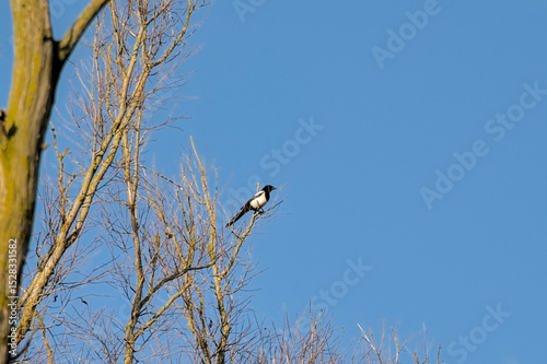 Magpie in a bare tree on a sunny winter day with clear blue sky in Vinderhoutse bossen nature reserve, Flanders, Belgium - Pica Pica 