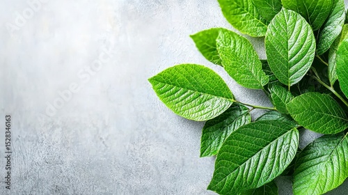 Lush green leaves on a grey background symbolize environmental consciousness and sustainable business practices for World Environment Day corporate marketing and ing.