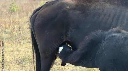 the foal drinks milk from the udder