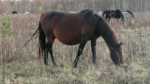 brown pregnant horse eating grass