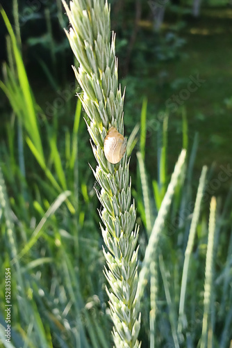 Closeup of a golden snail on a wheat stalk in natural sunlight