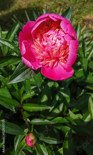 Vibrant pink peony flower blooming in a lush garden landscape
