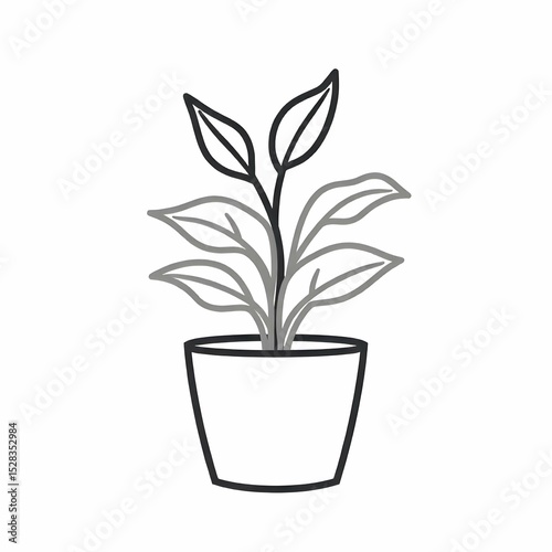 plant in pot