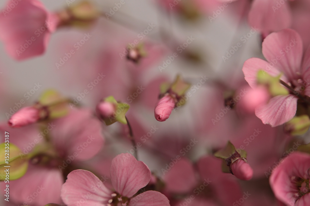 Obraz premium Smoke Close-up Selective soft focus pink Gypsophila, Vaccaria Flower bouquet on gray beige. Natural art blur background.