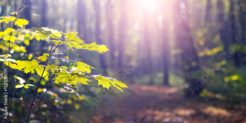 Soft morning light filters through maple leaves in a forest landscape, creating an atmosphere of tranquility
