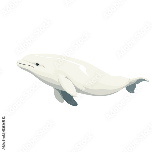 Beluga Whale illustration vector 2D flat, isolated on a white background.