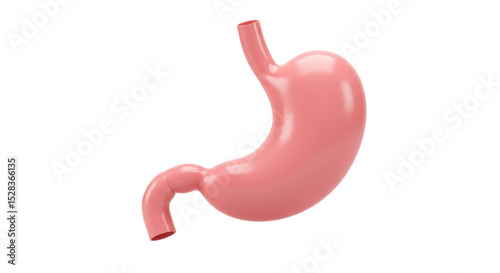 Anatomy of the Stomach: A detailed illustration of the human stomach, a vital organ responsible for digestion, portrayed in a clear and educational manner.