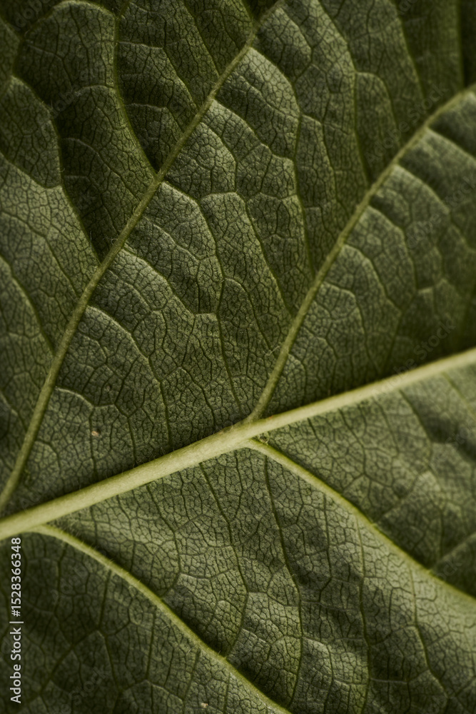 Obraz premium Surface and Vein Patterns