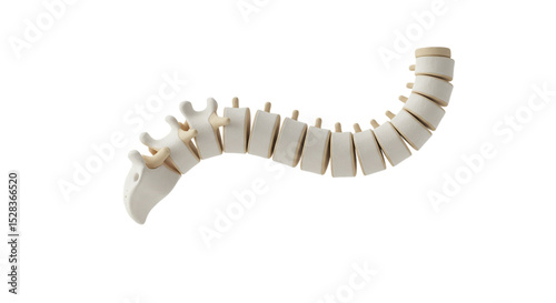 Spinal Column anatomy: An anatomical depiction of the human spine, highlighting its intricate structure with individual vertebrae.