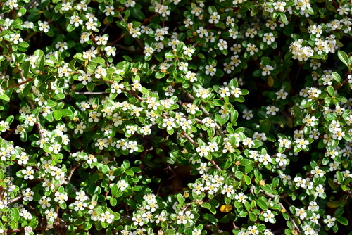 Blühende Teppich-Zwergmispel im Frühling