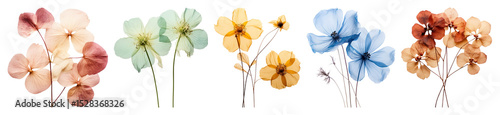 PNG Colorful pressed flowers arrangement, element set on transparent background