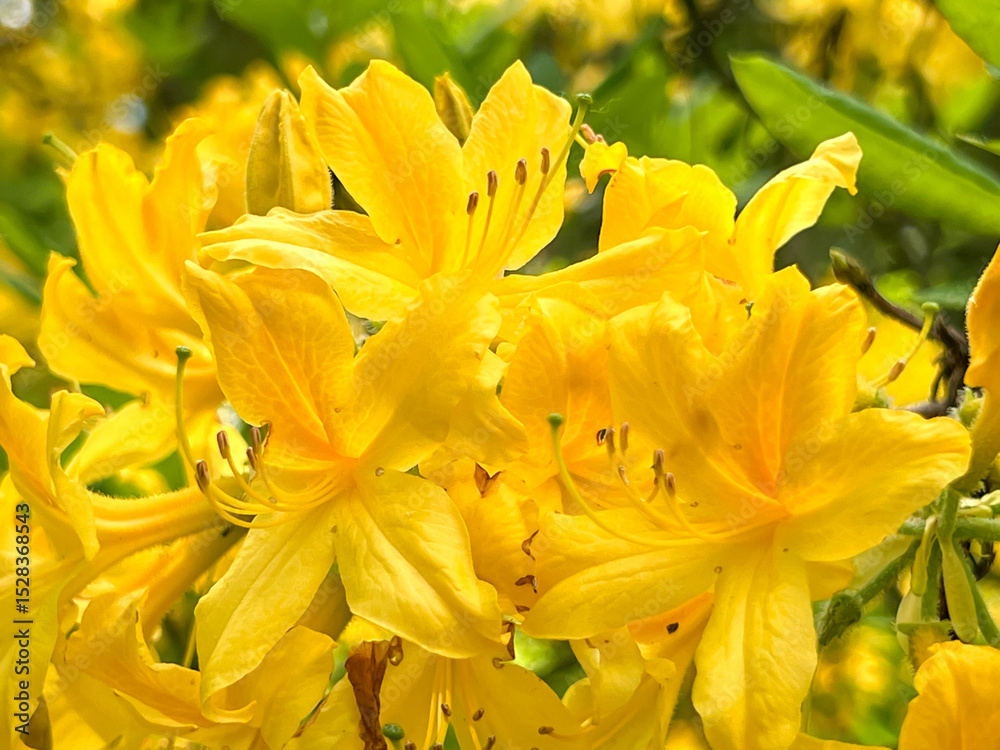 Obraz premium Yellow rhododendron, pontica azalea, herbaceous plant, yellow azalea - flowers close-up, in a park in Wroclaw in Poland.
