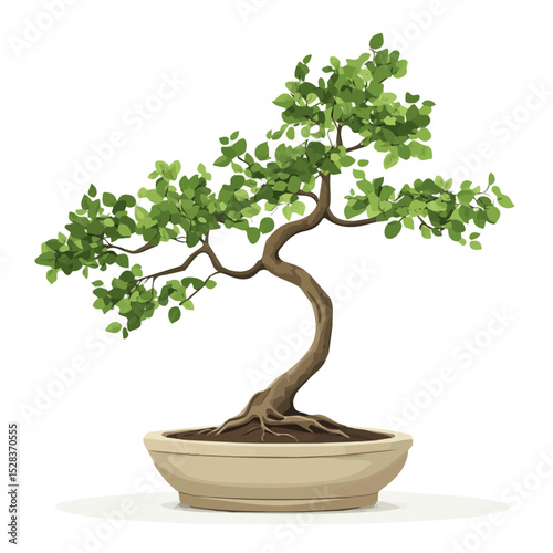 A Zelkova Bonsai 2D flat vector illustration, isolated on a white background.
