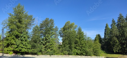 Fotografie A scenic view of mixed coniferous and deciduous trees beneath a vibrant blue sky