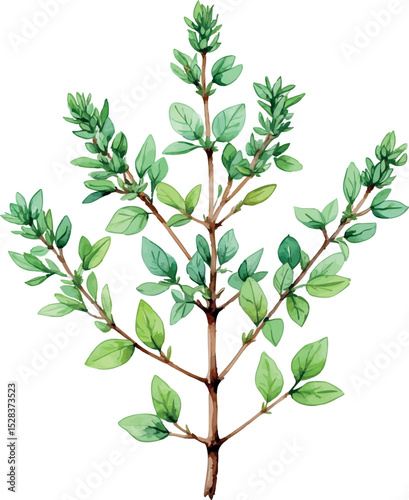 Watercolor thyme sprig. Aromatic herb illustration with delicate leaf texture.