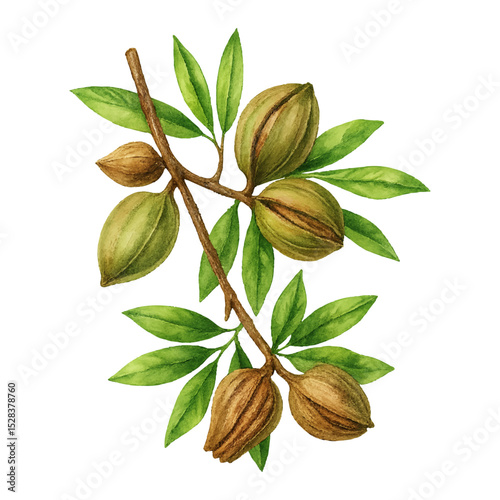 Pecan nuts with Leaves Isolated on White Background- Watercolour Art