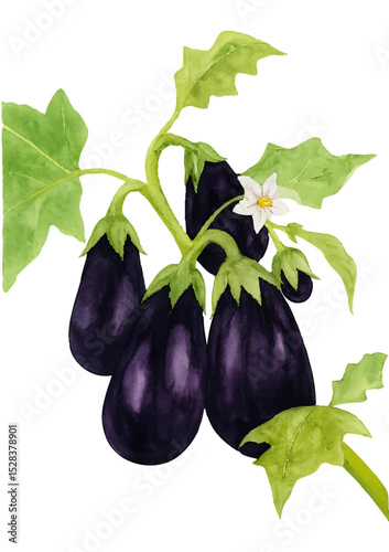 Eggplants/ Brinjal with Leaves Isolated on White Background- Watercolour Art