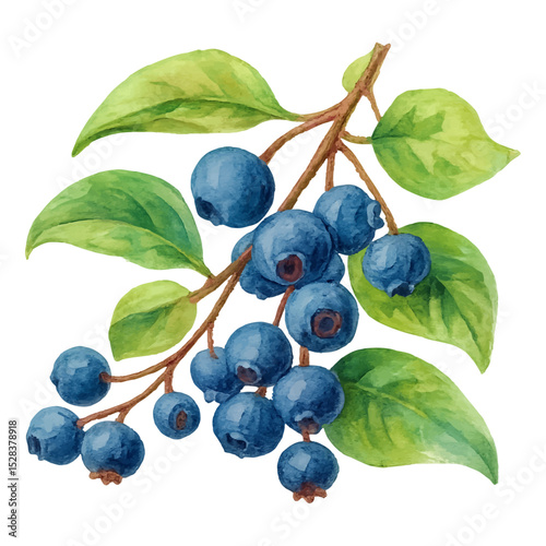 Blueberries with Leaves Isolated on White Background- Watercolour Art