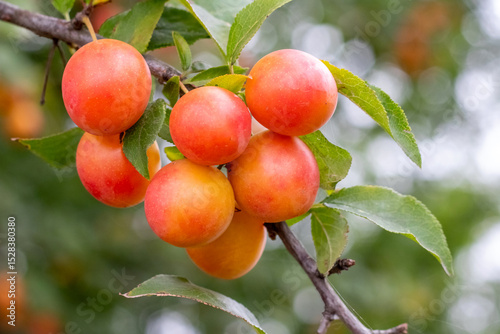 Obraz na plátně Branch with vibrant orange and red mirabelle plums on a blurred green background