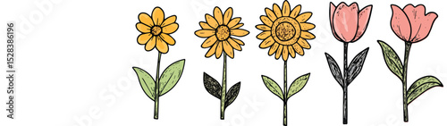 Five simple vector flowers illustration including three sunflowers and two tulips with green leaves isolated on white background nature flora decoration botany colorful floral blossom bloom spring