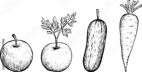 Hand-drawn vector illustration of fruits and vegetables apple carrot cucumber healthy food organic farm fresh produce vegetarian vegan diet vitamins minerals monochrome black and white line art